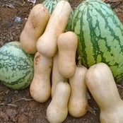 School Biodiversity