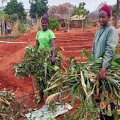 Community Training